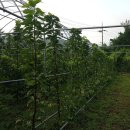 하동농장 이미지