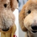 구로종합동물병원 이미지