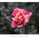 조선대(장미원) 이미지