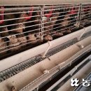 천안메추리농장 이미지