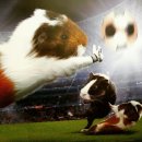 털복숭이친구들 이미지