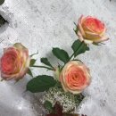 송현리 이미지