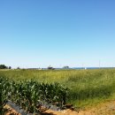 외옹치 해수욕장 이미지