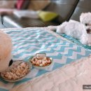 토토페키 이미지