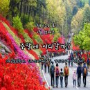 2024년 화순 꽃강길 버스킹 | 봄축제 추천 3곳, 화순 봄꽃축제, 진도 신비의바닷길, 강진 전라병영성