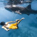 필린핀 세부 오슬롭 고래상어 투어 예약 및 주위사항 이미지