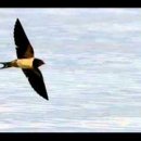 La golondrina(제비) - Nat King Cole... 이미지