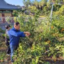 용산구 장애인 커뮤니티센터 | 용산 제주유스호스텔, 정성껏 키운 감귤로 지역사회에 온정 전달