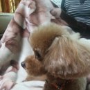 즐겨찾개 이미지