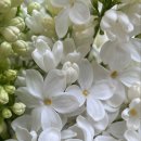 세탁향기 이미지