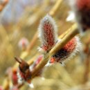 버들강아지 이미지