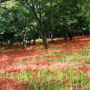 불갑사관광지 이미지