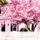 오형제보석 이미지