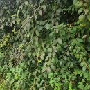 여주-0600 이미지