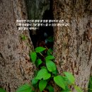 노점4