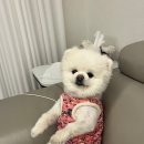 닥터캐닌 | 강아지 관절영양제 추천 | 닥터바이 조인트 급여 후기