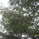 일표농장 Daum카페