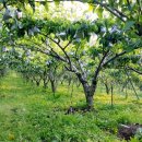 신림농장 이미지