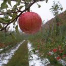 진성농장2 이미지