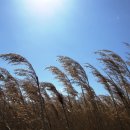 순천만 갈대밭 이미지