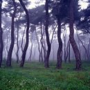 바다의 숲속 이미지