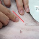 두리틀동물병원 이미지