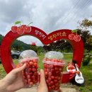 명지리앵두마을 이미지