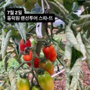 견우직녀 Daum카페