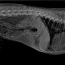 25시 종합동물병원 이미지