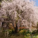 엔젤리너스 진주금호못점 이미지