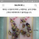 야 산타마리아노벨라 유럽에서 이 방향제 사본 진희들 거기서 얼마야? 이미지