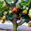 무화과나무 이미지