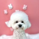 앙볼리펫살롱 이미지