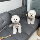 이룸독트레이닝 | 강아지 방문훈련 이룸IRUM 비숑 짖음훈련 받아 본 후기