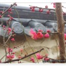 홍매화 민박 이미지