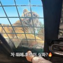 용인 아이랑 에버랜드 사파리월드 스페셜투어 예약부터 후기까지 총정리