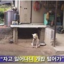 개밥주세요 이미지