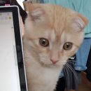 비슬동물병원 이미지