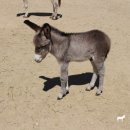 하당목장 이미지