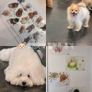독 | 대구 동성로 애견카페 힐링독 유아동반 후기