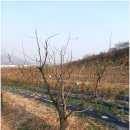 상왕농장 이미지