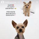 버블그루밍 이미지