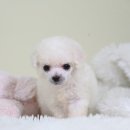 푸들푸들 이미지