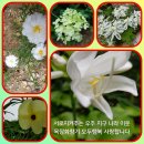 고달할머니 이미지