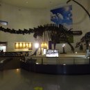 목포자연사박물관 이미지