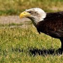 독수리 이미지