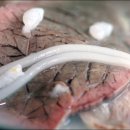 개성면옥 이미지