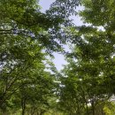 하천섬(솔밭) 이미지