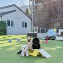 펫하우스 V | 가평 애견펜션 강아지 수영장 있는 애견동반 프리미엄 독채 풀빌라