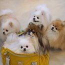 용산-현장-2263 | 서울특별시 서울 야외 애견카페 TOP 1 대형견과 함께하기 좋은 곳